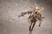Model Kit Arcanadea Elena 18 cm