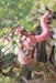 Model Kit Arcanadea Meltina 20 cm
