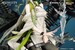 Figura Arknights 1-7 Kal'tsit Esperanta 42 cm