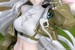 Figura Arknights Gift+ 1-8 Skadi Wildlight Wander Ver. 26 cm