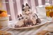 Estatua Decorated Life Collection Tea Time Cats x Siamese Cat Azuki-san Friendship Collaboration Exclusive Set 18 cm