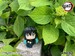 Estatua Demon Slayer Kimetsu no Yaiba Look Up Tokitou Muichirou 11 cm