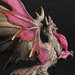 Estatua Monster Hunter CFB Creators Model Malzeno 13 cm