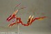 Model Kit Frame Arms Girl Hresvelgr = Rufus (Agito) 15 cm