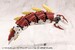 Accesorios Kotobukiya M.S.G. Heavy Weapon Unit 63 Demonic Arm Red Ver.