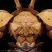 Maqueta Yu-Gi-Oh! Figure Rise The Amplified Legendary Exodia Incarnate 15 cm