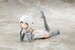 Accesorios Megami Device B1R-M Chassis Kit Skin Color A