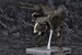 Model Kit Metal Gear Solid V 1-100 Metal Gear Sahelanthropus Black Ver. 36 cm