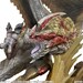 Figura Monster Hunter Capcom Figure Builder Creator's Model Seregios 28 cm