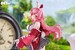 Estatua Rosuuri Original Character 1-7 White Rabbit Rosu Casual Clothes Ver. 25 cm