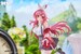 Estatua Rosuuri Original Character 1-7 White Rabbit Rosu Casual Clothes Ver. 25 cm
