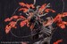 Estatua Sekiro: Shadows Die Twice 1-7 Wolf 42 cm