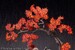 Estatua Sekiro: Shadows Die Twice 1-7 Wolf 42 cm